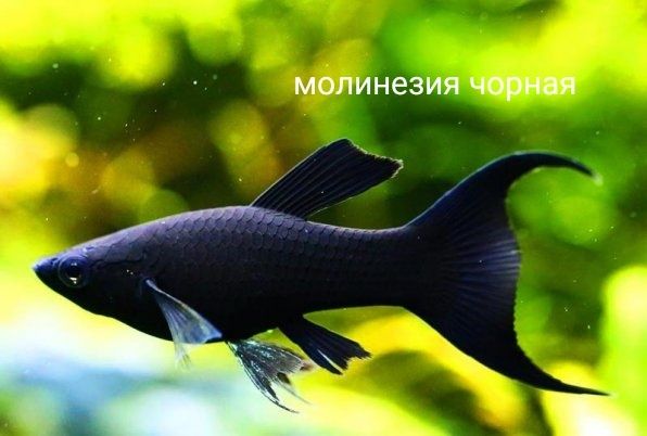 Акваріумна рибка