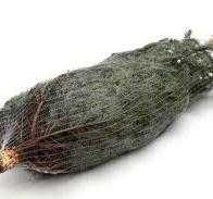 Choinki świąteczne