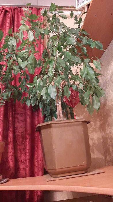 продам растение фикус Бенджамина
