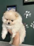 Suczka Pomeranian