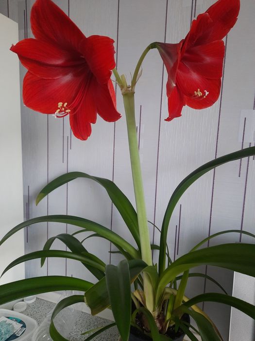 Амариллис бордовый