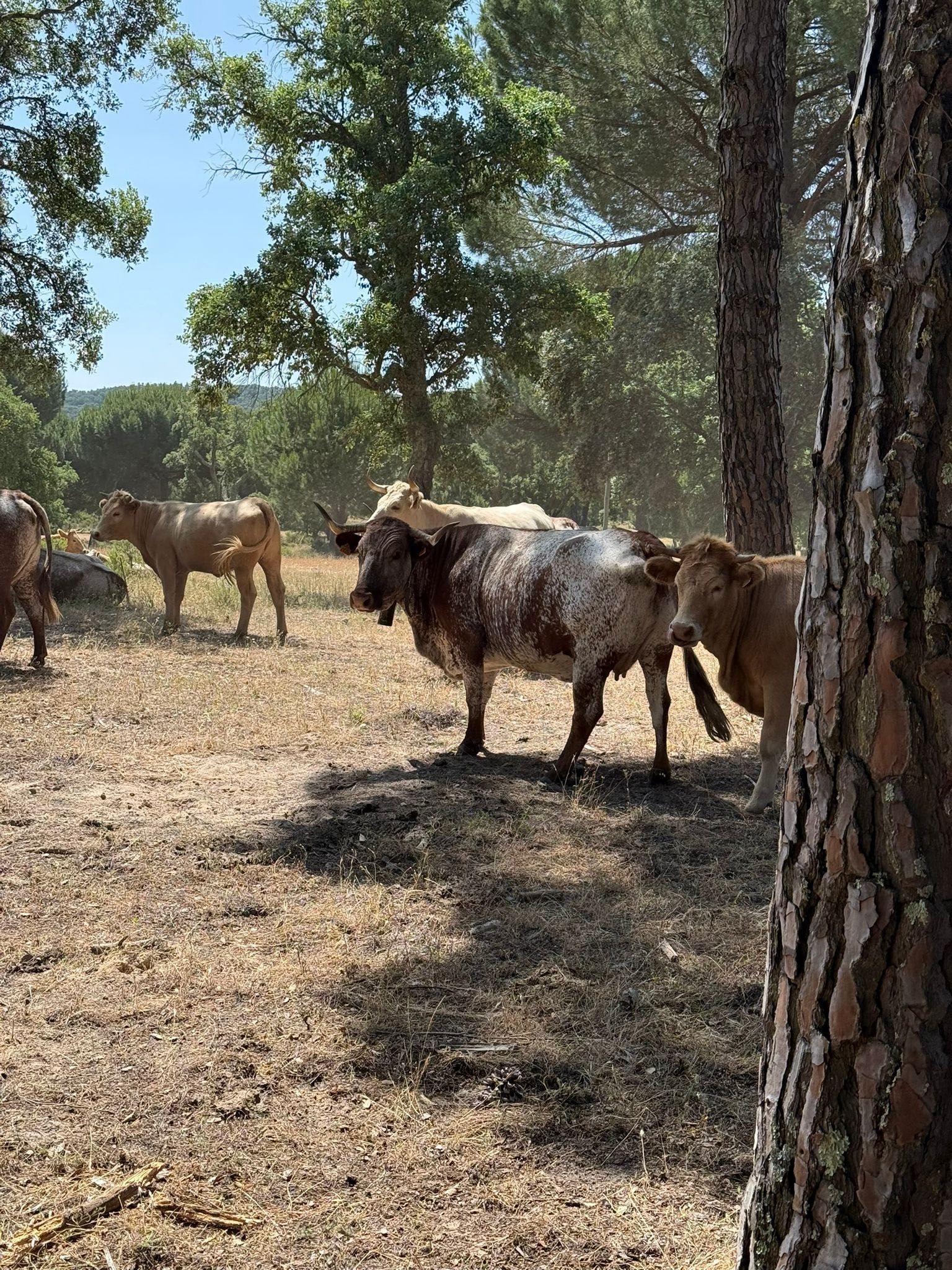 Vacas para venda