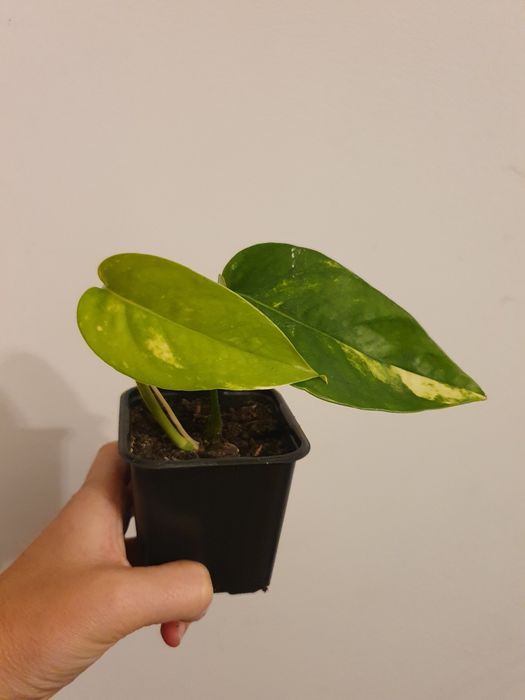 Epipremnum cintho goldfinger