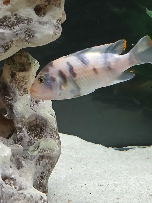 Ciclideo Metriaclima estherae ob