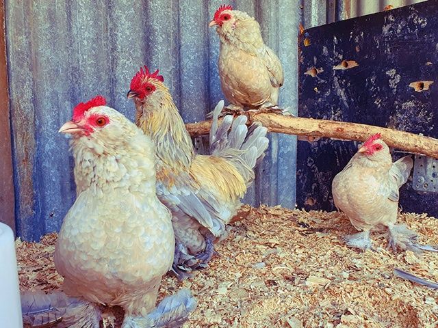 Інкубаційне яйце та курчата.Мільфлер: фарфоровий, мармуровий, ізабелла