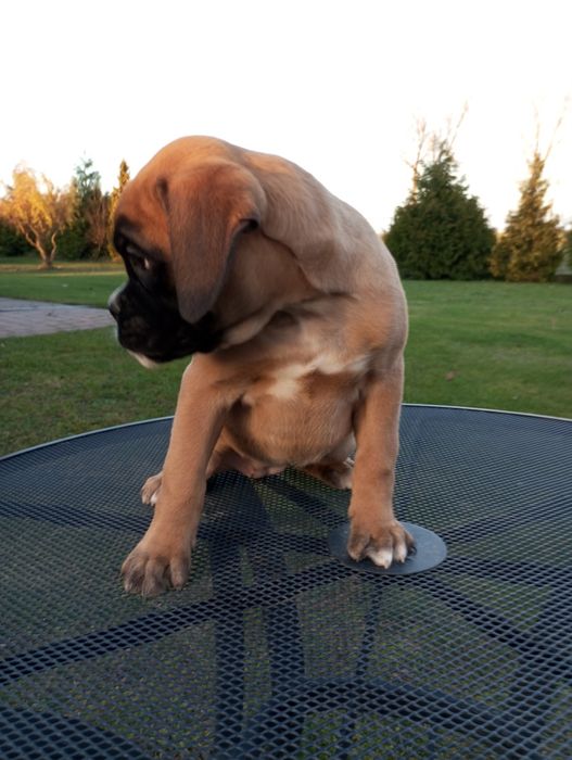 Suczka bokser szczeniak gotowy do odbioru