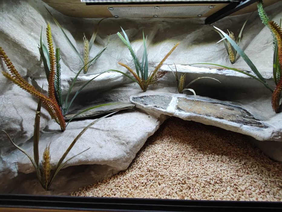 Terrarium pustynne nr784 60/40/40 dla gekona lamparciego DOSTĘPNE