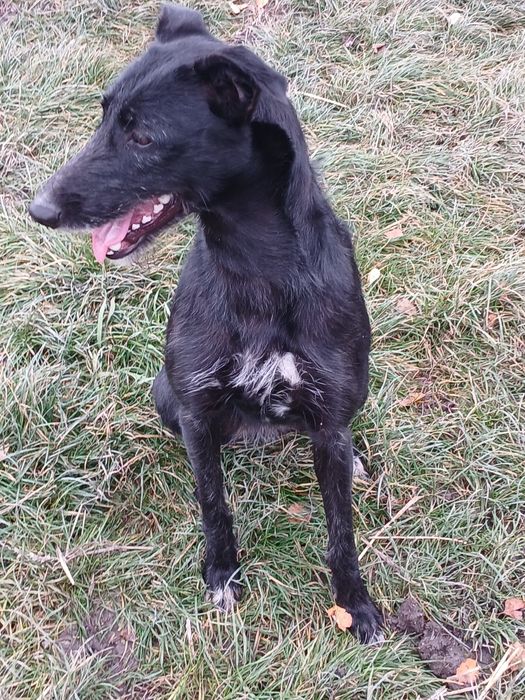 Suka mieszaniec z chartem