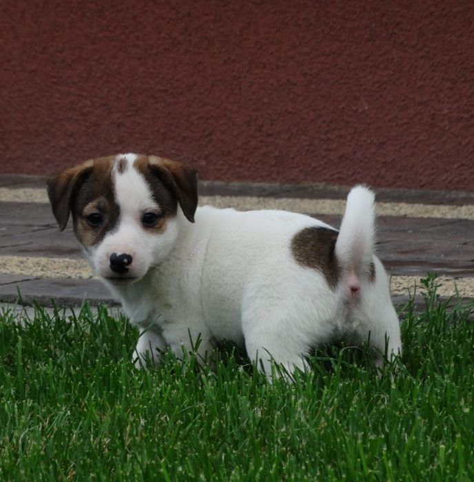 Jack russell Terrier piesek