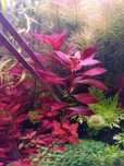 Planta para aquário Ludwigia Repens Rubin