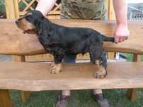 cocker spaniel angielski