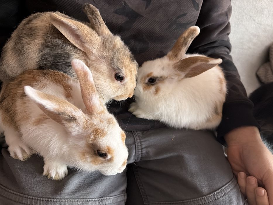 Oddam za darmo w dobre rece