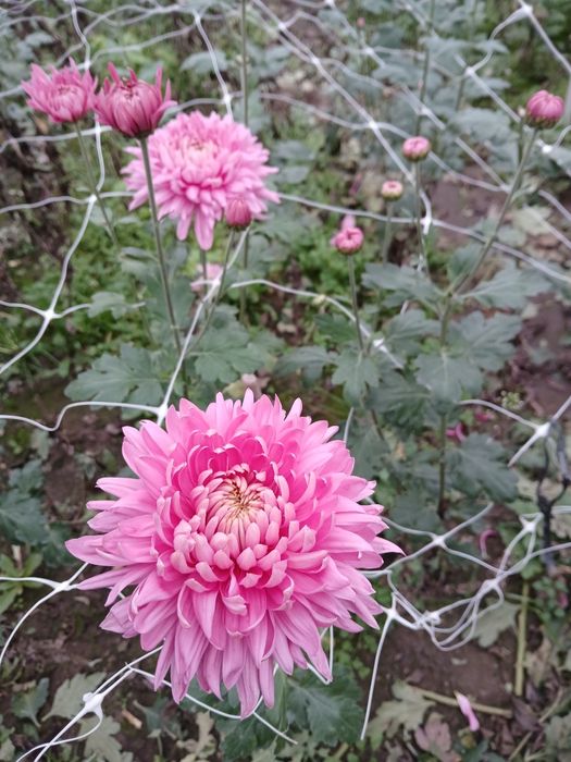 Маточне коріння хризантем