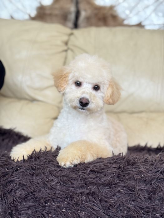 Мальтипу мальчик стандарт мини микро тикап пудель