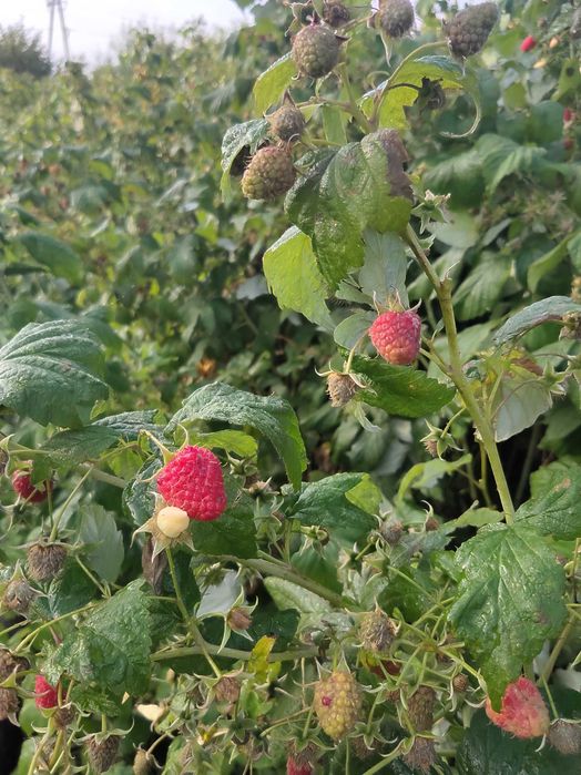 Maliny zbiór we własnym zakresie 10 zł za jeden litr.