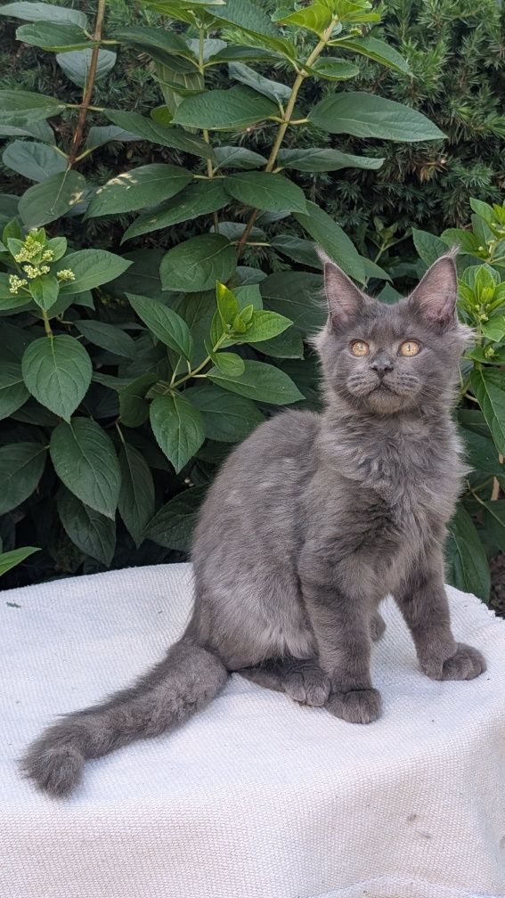 Kocurek niebieski solid Maine Coon. Opcja hodowlana. Zapraszamy