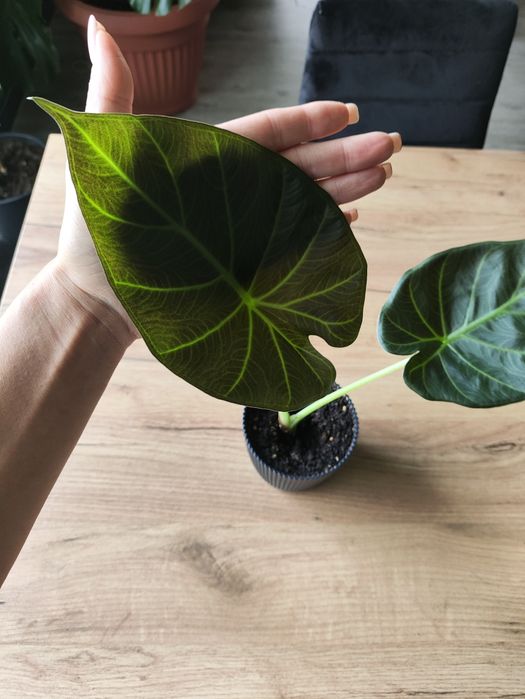 Ale okazja venti dwulistna 30 cm 30 zł