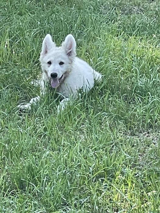 Zaprasza pies biały owczarek szwajcarski