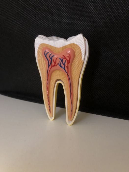 składany model anatomiczny zęba