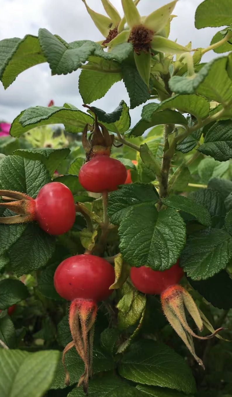 Sadzonki róży pomarszczonej(Rosa Rugosa)