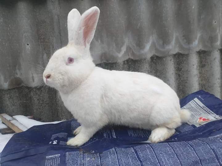 Самець робочий кого цікавлять пишіть