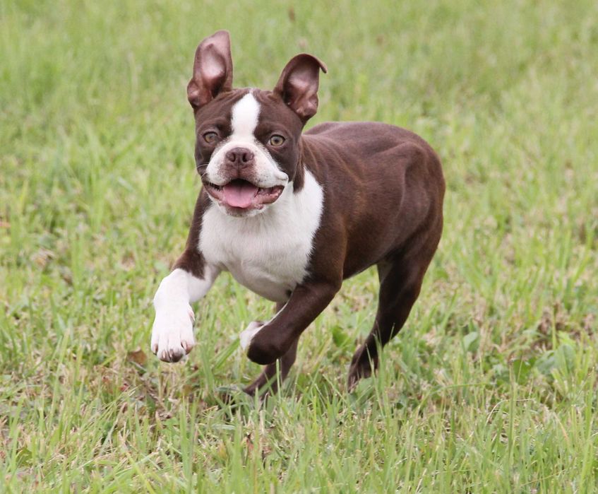 Boston Terrier color  aktualne