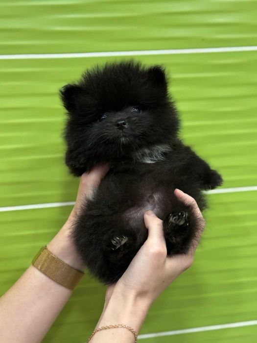 Чорний шпіц.  Цуценята