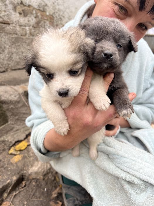 Песики безкоштовно