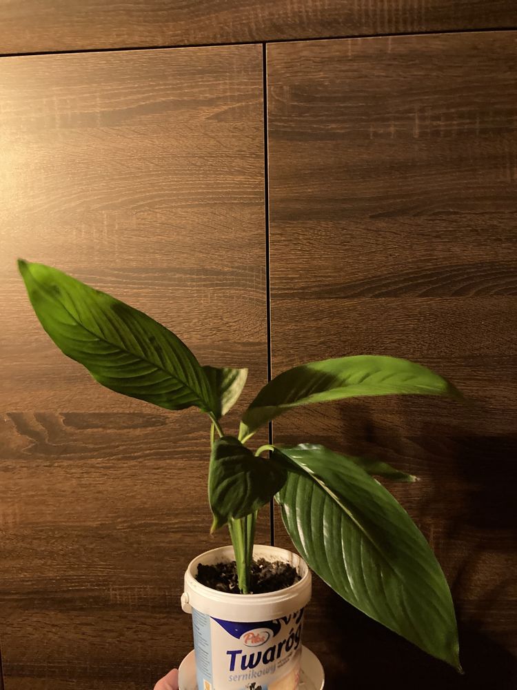 juka, dracena rośliny zielone, rośliny ozdobne