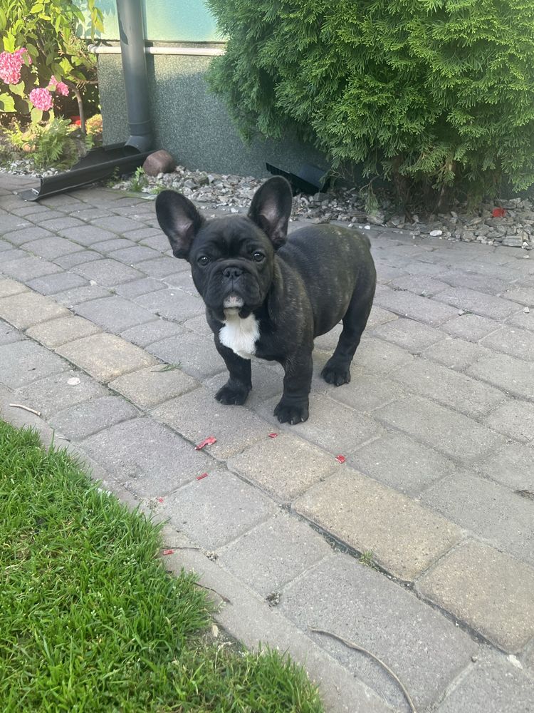 Buldog francuski