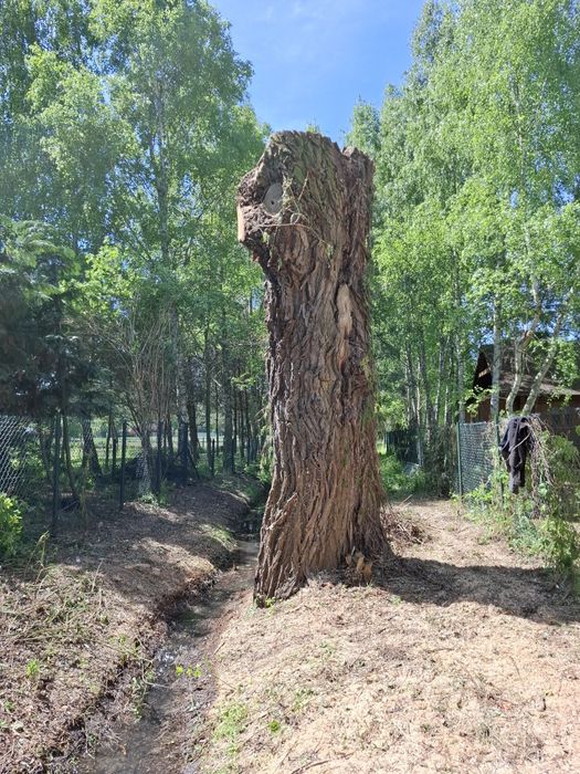 Wycinka drzew metodą linową, usuwanie posuszu i wiatrołomów