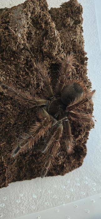 Ptasznik T.Blondii  samica