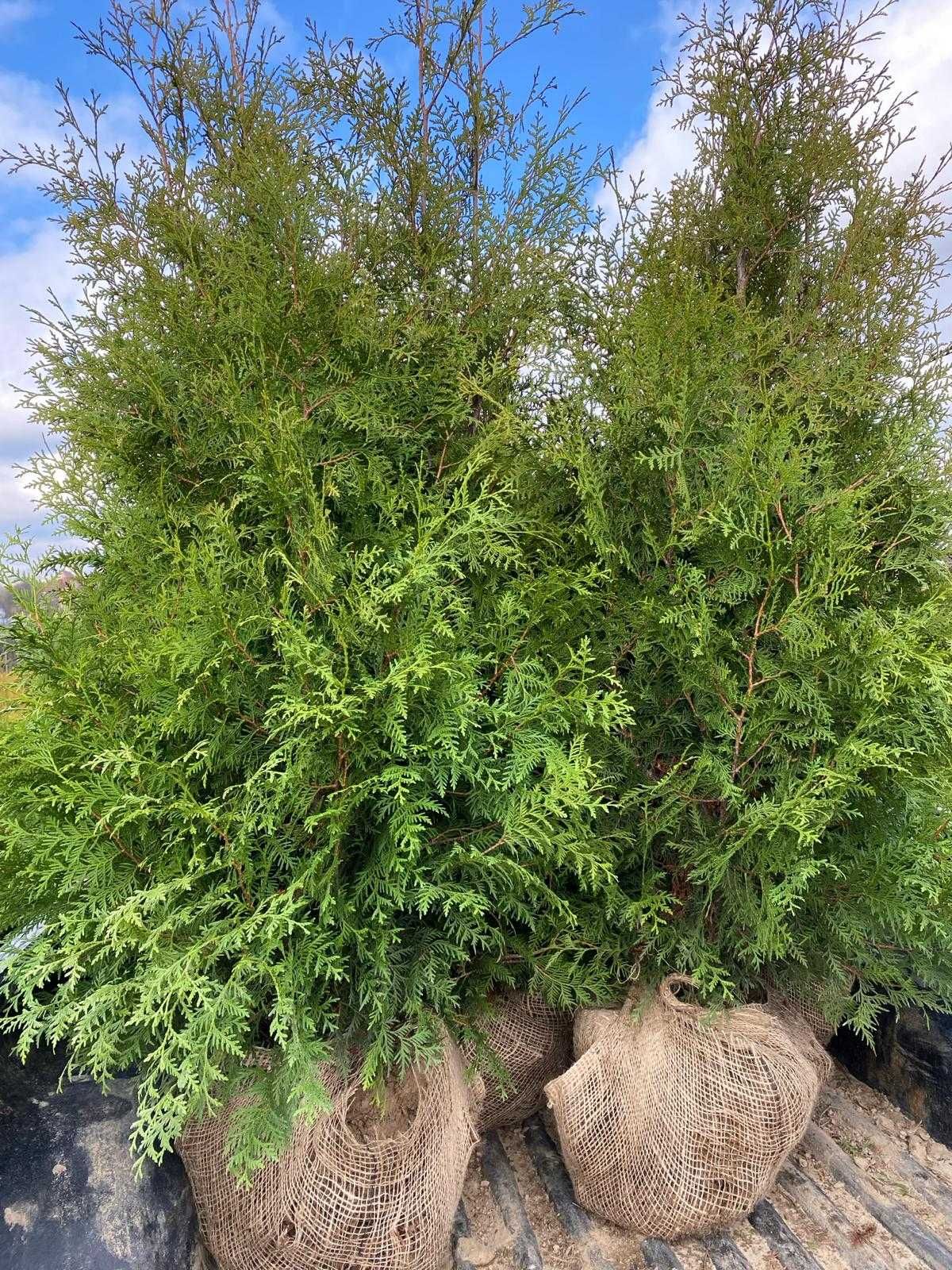 Tuja Brabant Thuja Brabant 160cm Bardzo Gęsta !!!