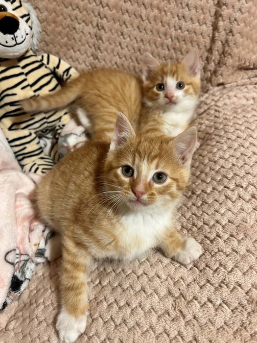 Dwa cudowne kocurki do adopcji w dwupaku!