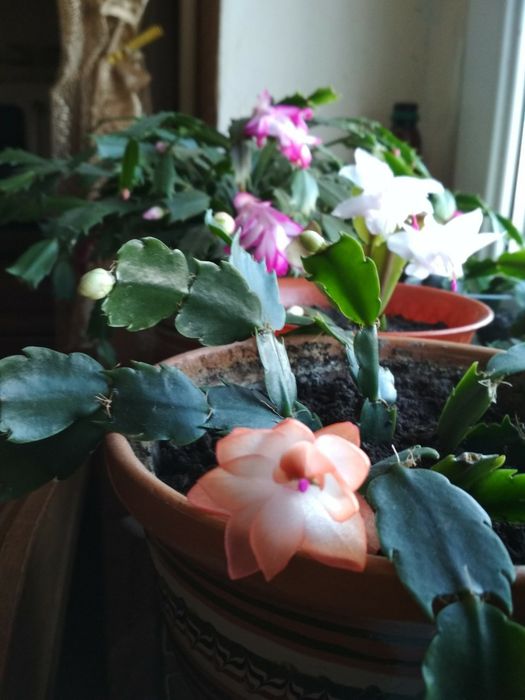 Рождественник Шлюмбе́ргера, Зигокактус