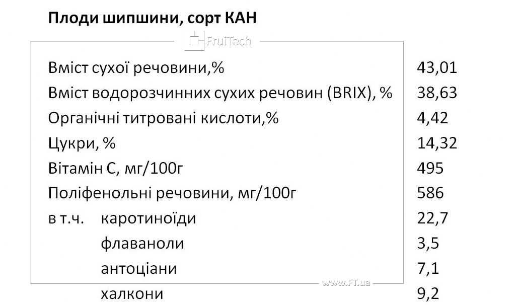 Саджанці ШИПШИНИ Кан (ін-вітро) від професійного розсадника ФруТек