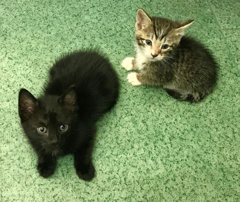 Kołobrzeg kotki do oddania