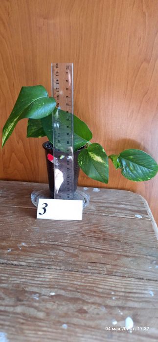 Епипремнум [ епіпремнум] кімнатна ліана