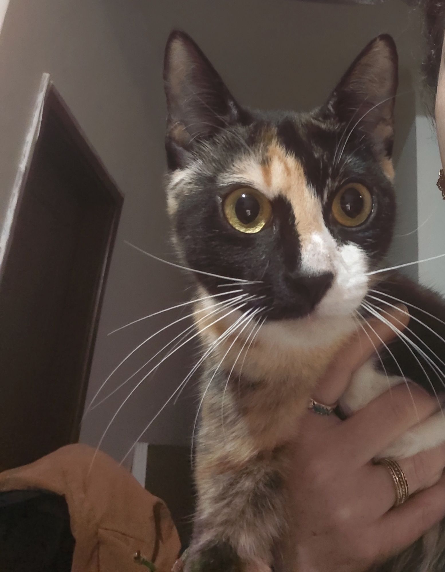 Gata com 1 ano muito bem disposta