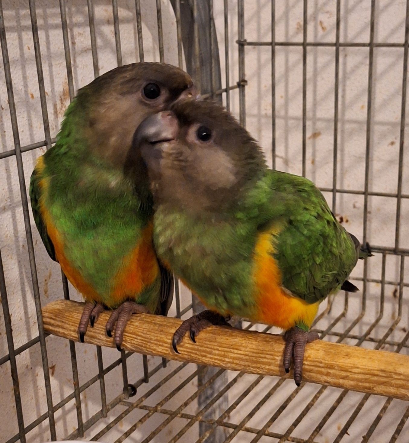 Casal Papagaios do Senegal
