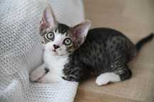 Diego kocurek Devon Rex