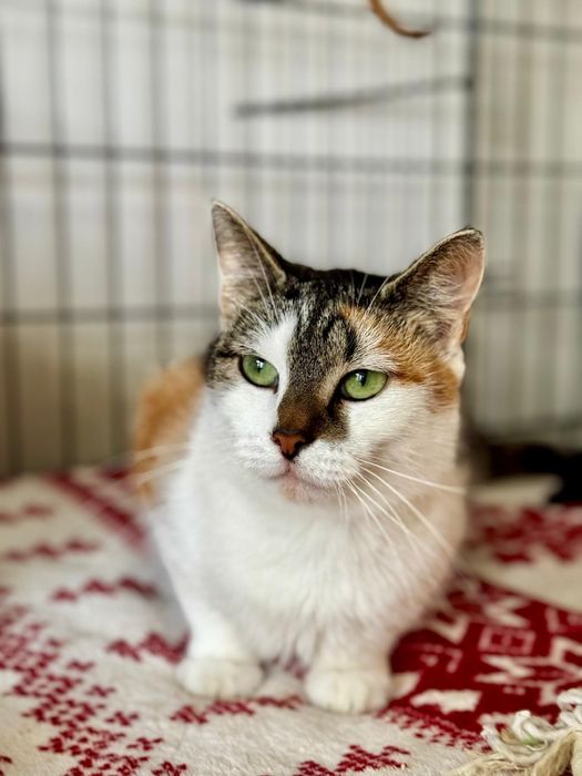 Piękna Havana do adopcji