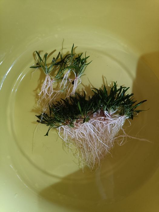 Мох f. Taxifolius, камерун