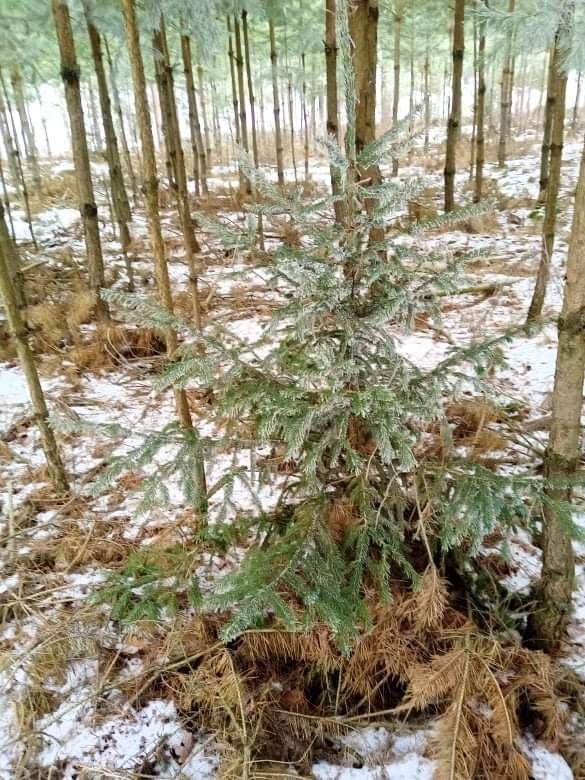 Choineczka na święta 180m za 45 zl