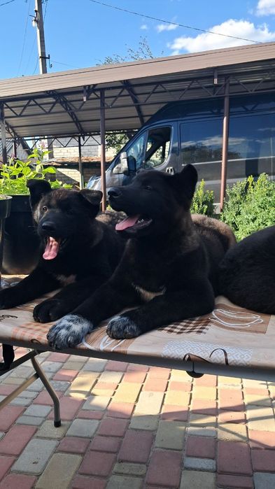 Американська Акіта