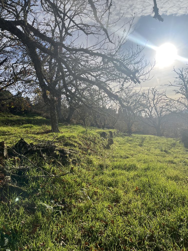 Terreno com Souto e cultivo junto á IP2 Trancoso, com acesso a agua