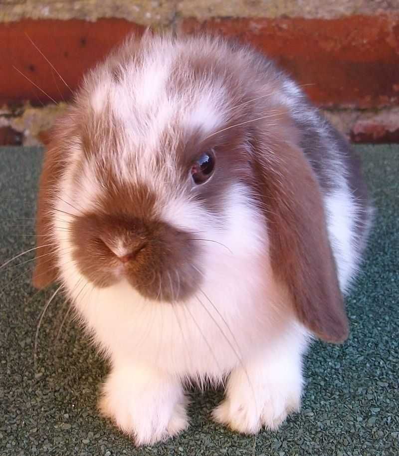 KIT Coelhos anões mini Lop(orelhudos) belier muito dóceis