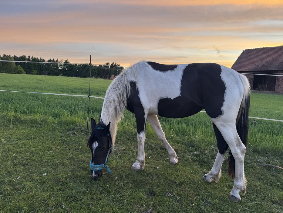 klacz srokata , ojciec APH, matka Sp