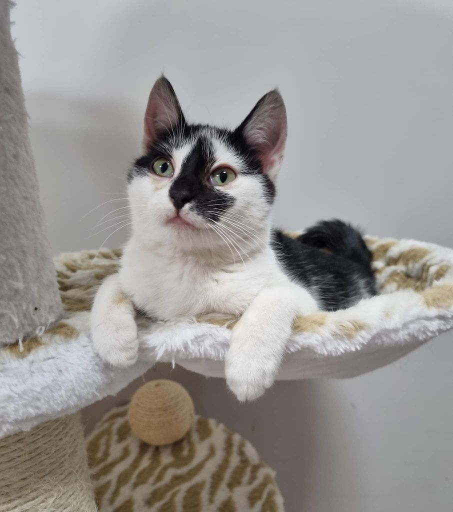 Kotek do adopcji