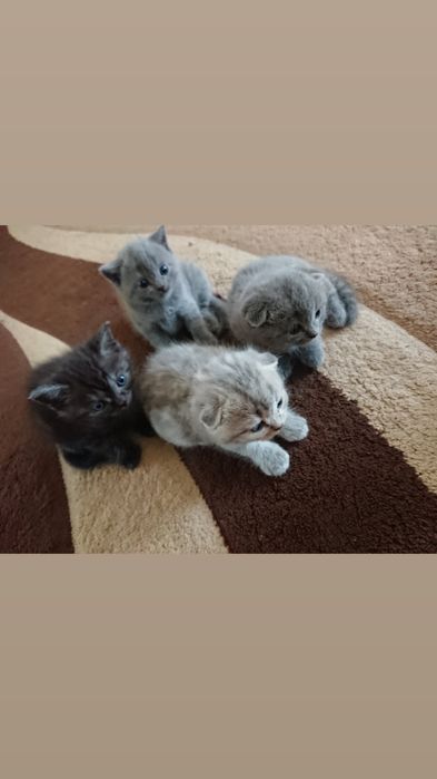 Вязка кота скотиш фолд